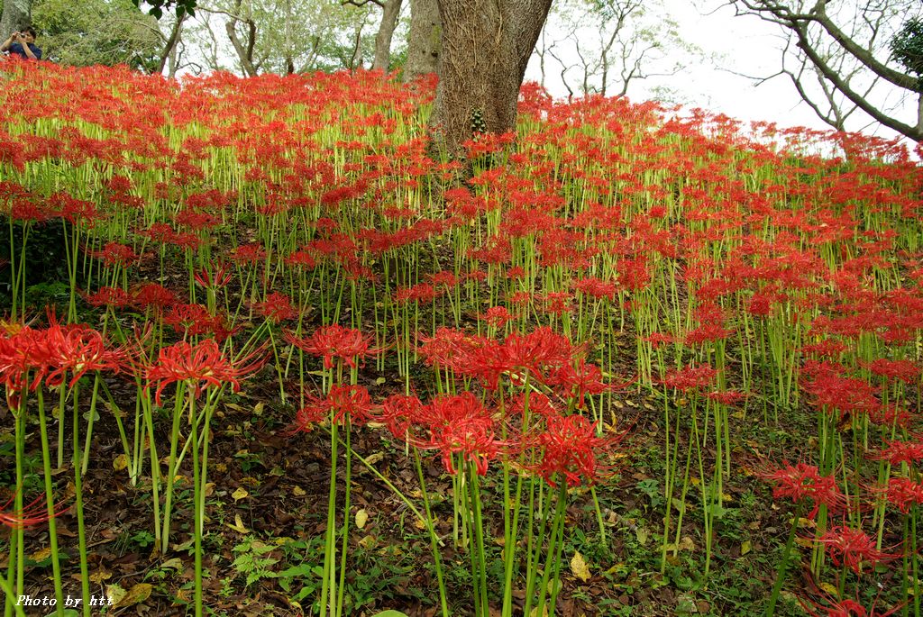 羽黒山公園　彼岸花_f0148627_21341352.jpg