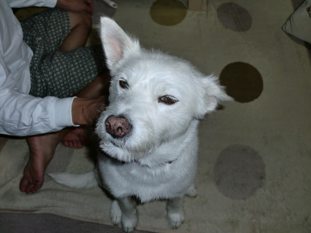 c0123029_975077.jpg
