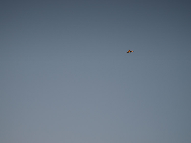 c0211429_21335595.jpg