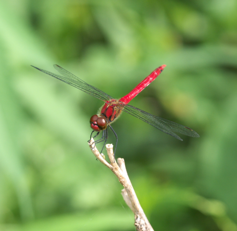 ナツアカネ　inぐんま昆虫の森20100918④_a0126632_1859353.jpg