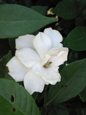 農道の脇で咲くクチナシ Common gardenia_f0206939_21161231.jpg