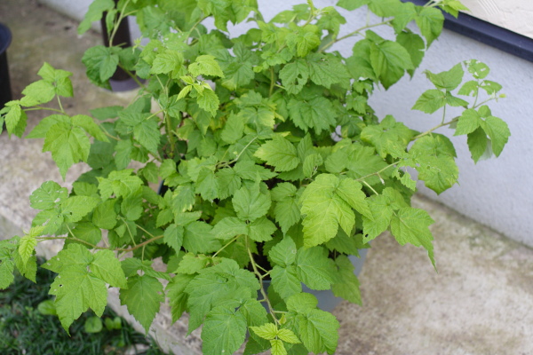 鉢植えのラズベリー 小さな果樹の日記帳 鉢植えのラズベリー 小さな果樹の日記帳