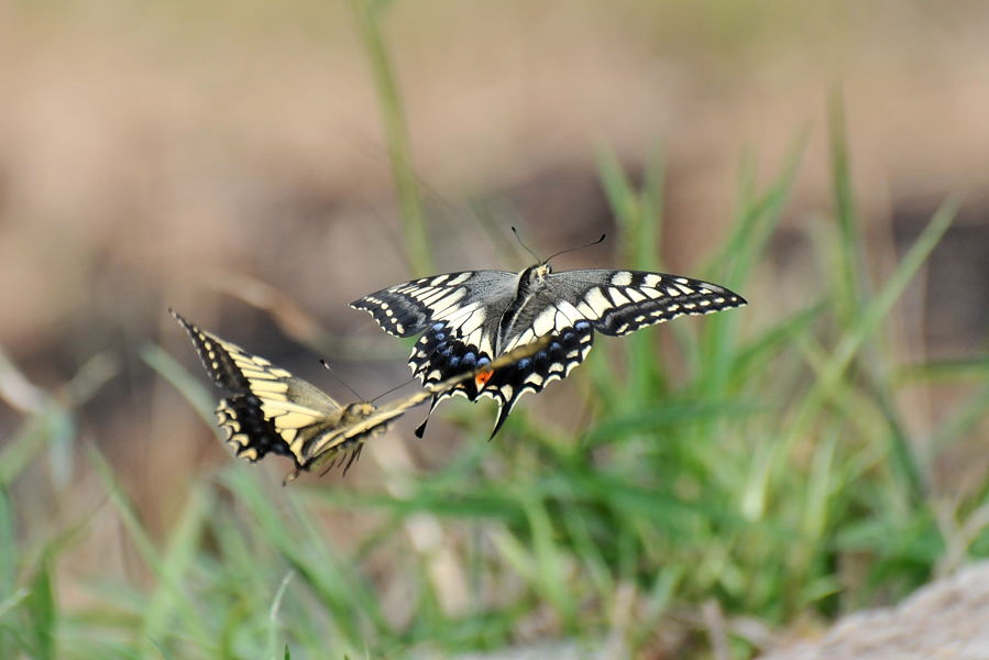 彼岸花とアゲハ蝶_d0148541_2026284.jpg