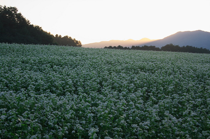 そば畑の朝（奈良・笠そば／前編）_f0155048_22131561.jpg