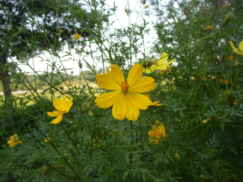 a0157554_208210.gif