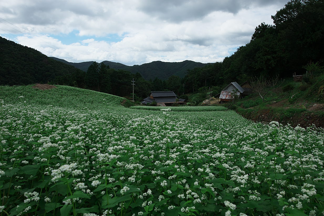 蕎麦の花_b0112163_20503051.jpg