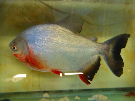 ★☆美麗個体☆★ワイルド カラープロキロダス☆カラプロ☆17cm± カラープロキロダスの飼い方|大型魚水槽の掃除に！、コケ取り、大きさ