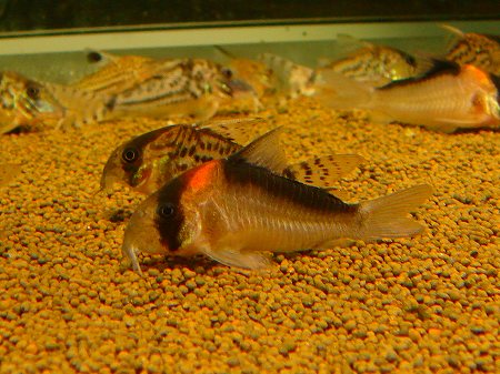 この日のコリドラスの入荷134匹 リミックス名東店熱帯魚 この日のコリドラスの入荷134匹 リミックス名東店熱帯魚