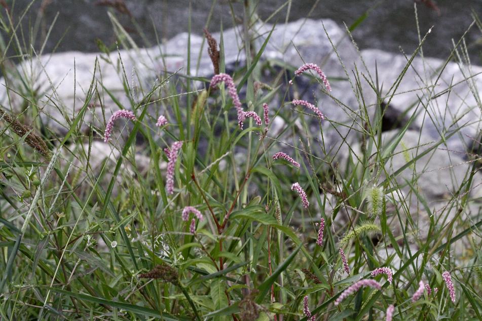 オオイヌタデ（大犬蓼）の白花　　　埼玉・東秩父村　その２_a0107574_2146352.jpg