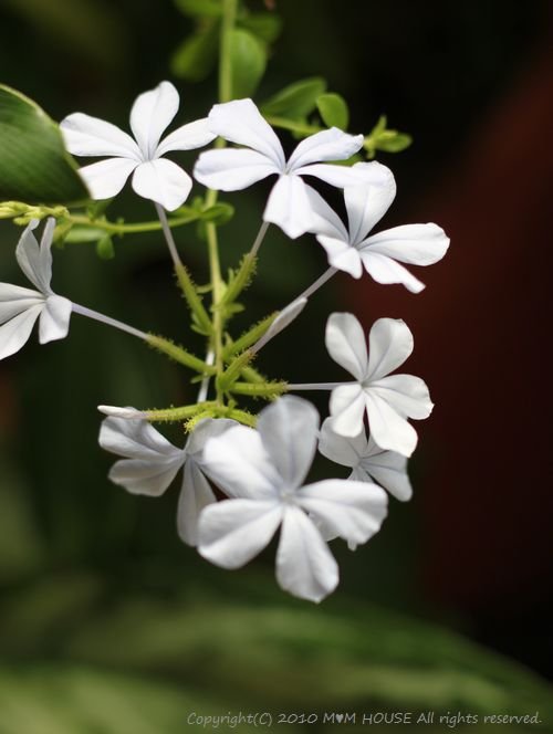 ピリ辛高菜茶漬け　☆雑草と野草♪_c0139375_15205782.jpg