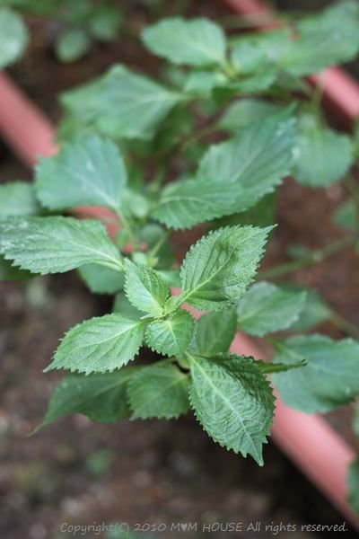 ピリ辛高菜茶漬け　☆雑草と野草♪_c0139375_152156100.jpg