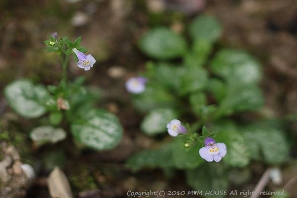 ピリ辛高菜茶漬け　☆雑草と野草♪_c0139375_15261646.jpg