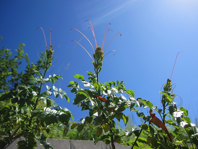 b0182884_2255303.jpg