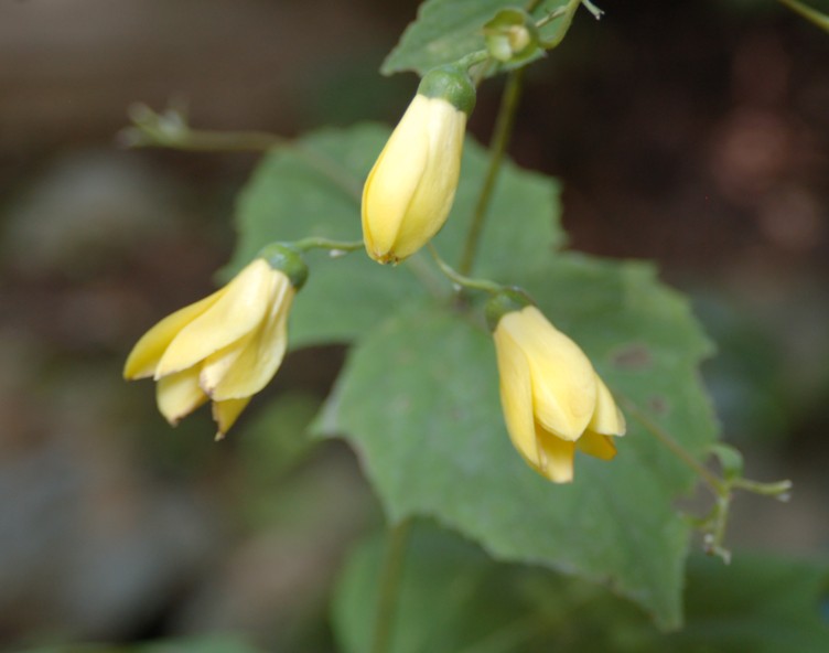 東京の秋　：　高尾山の野草園とおサルさん_c0144185_15312095.jpg