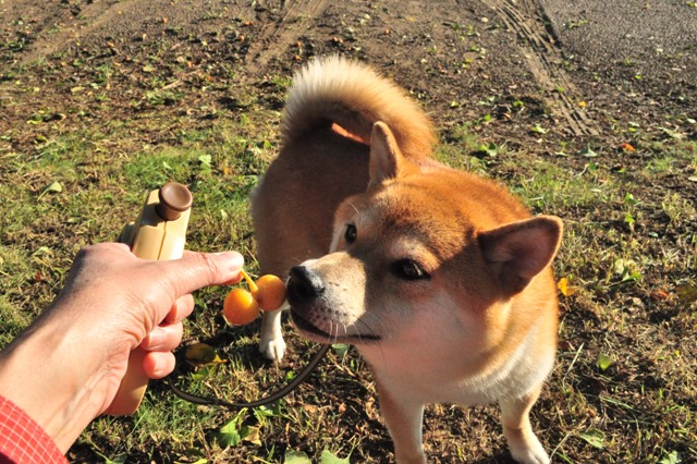 飴色のお散歩_a0126590_21462169.jpg