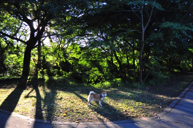 飴色のお散歩_a0126590_21464345.jpg