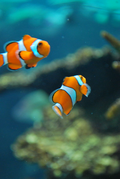 名古屋港水族館_e0172592_11392598.jpg