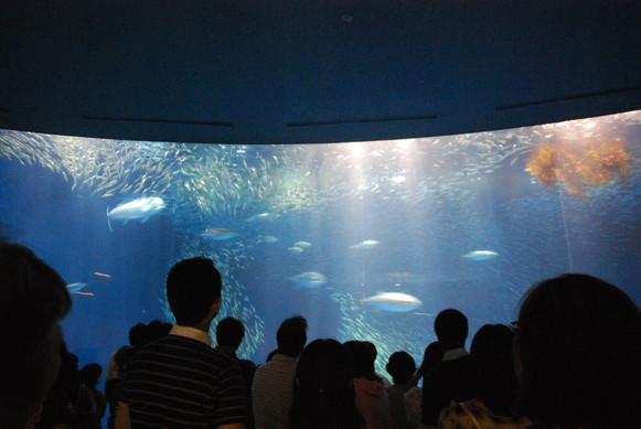 名古屋港水族館_e0172592_11481147.jpg