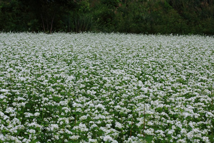 高原の蕎麦畑_f0174293_7344555.jpg