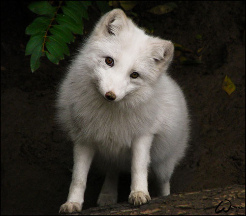 ★動物の癒し写真～和やかな１日をお過ごし下さい♪_a0028694_10312319.jpg