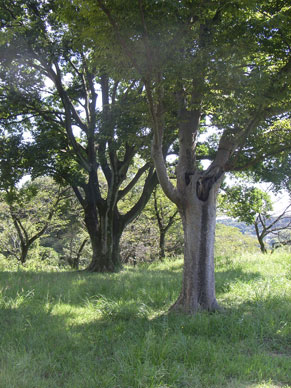 狭山湖を散歩_b0129807_1721538.jpg