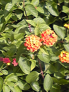 a0160509_1105139.jpg