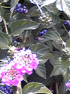 a0160509_1105160.jpg
