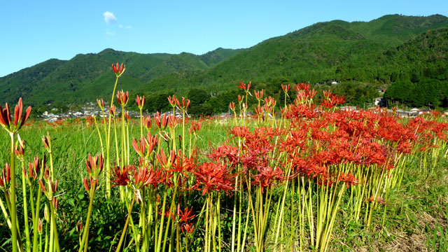 大原の秋景色　彼岸花_e0048413_18351421.jpg