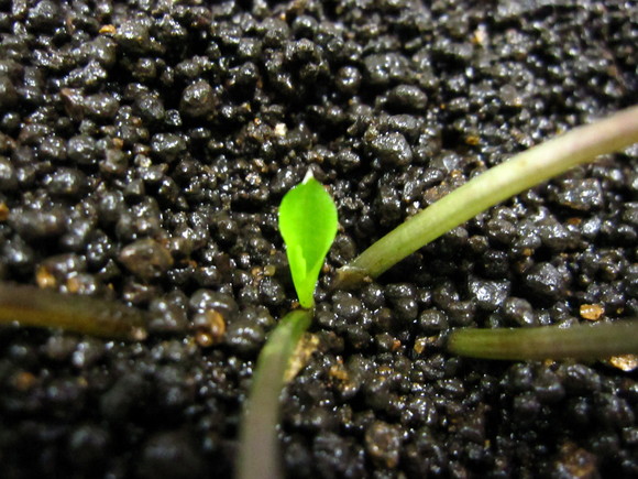 a0170118_0132117.jpg