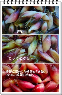 秋ミョウガ（茗荷）収穫_e0092118_19102499.jpg