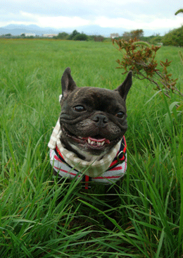 f0232522_1020236.gif