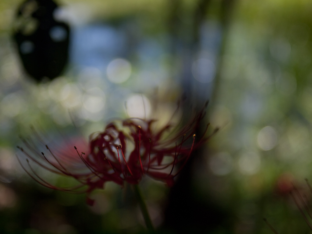 雪国植物園の彼岸花_c0197824_20244218.jpg