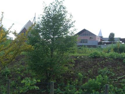 d0065324_17111035.jpg