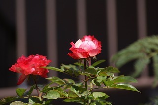f0170524_10474229.jpg