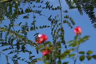 f0170524_10491346.jpg