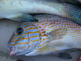 a0132631_2250137.jpg