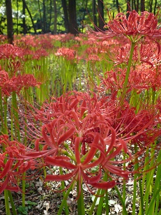 巾着田の曼珠沙華_c0226331_21431923.jpg