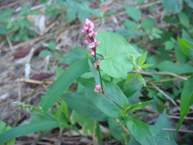b0097645_5572839.jpg