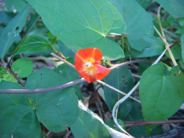 b0097645_558446.jpg