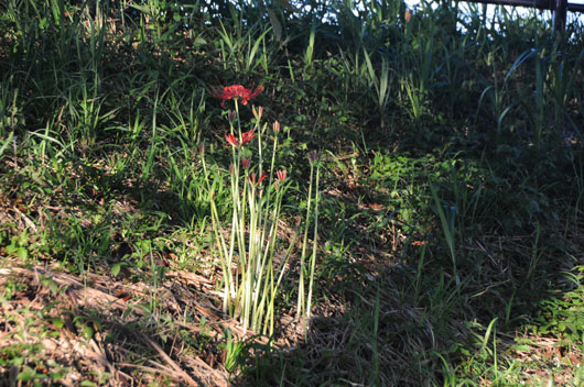c0093046_80837.jpg