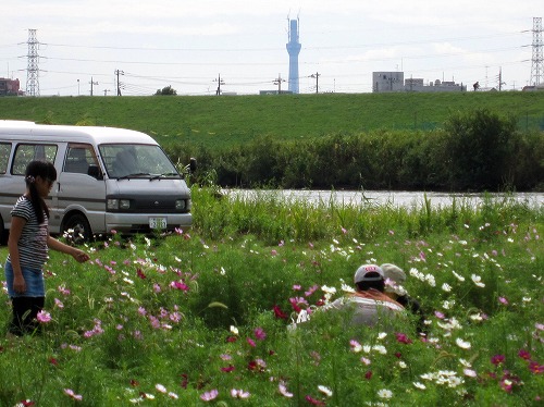 江戸川松戸フラワーライン　コスモス畑_a0034560_18401584.jpg