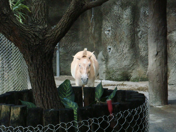 動物園之旅_d0057071_933683.jpg