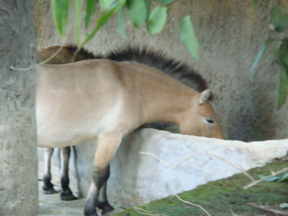 動物園之旅_d0057071_935942.jpg