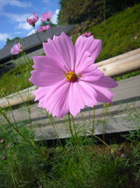 e0067674_1826502.jpg