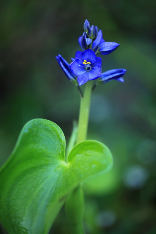 鬼ノ城の花_c0148777_15454276.jpg