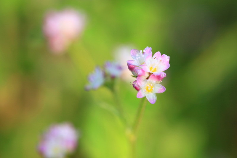 鬼ノ城の花_c0148777_15465524.jpg