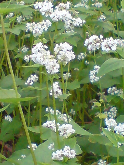蕎麦の花畑。_d0182179_182246.jpg