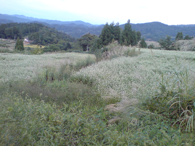 蕎麦の花畑。_d0182179_1842344.jpg