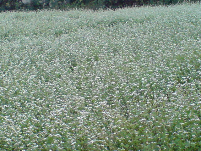 蕎麦の花畑。_d0182179_1851023.jpg