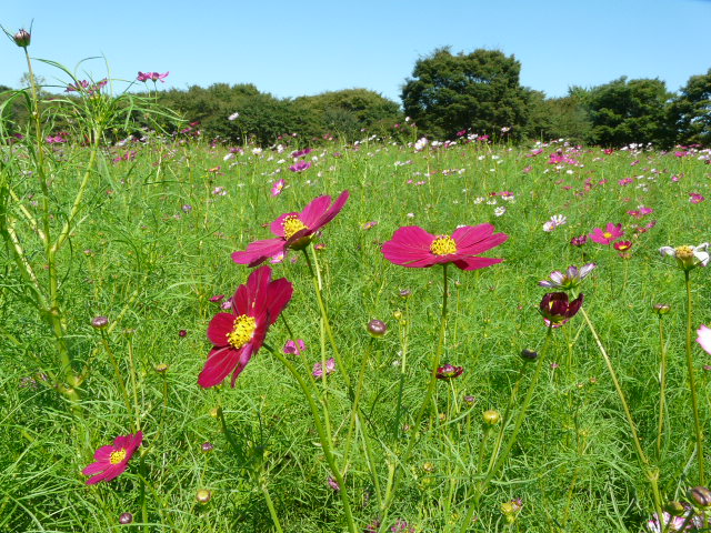 昭和記念公園のコスモス_e0145782_1855392.jpg